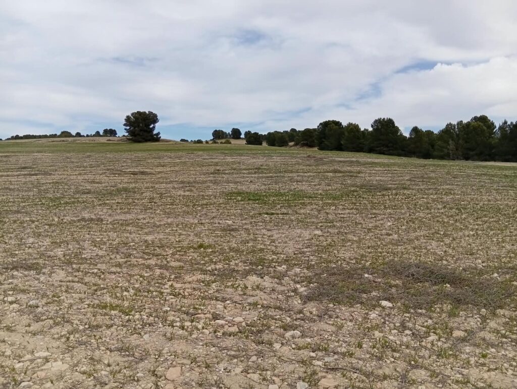 finca rustica veghug parcela secano 01 Parcela de secano recién labrada con pinada al fondo
