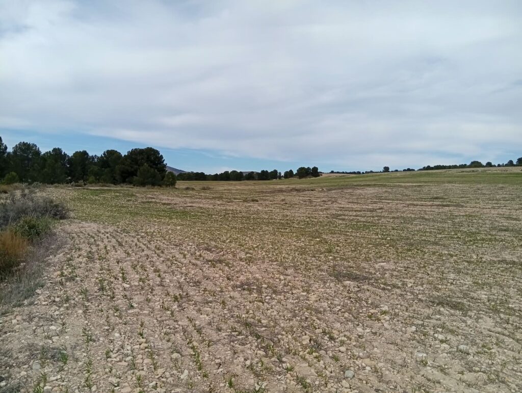 finca rustica veghug parcela secano 05 Tierra de labor preparada para la siembra